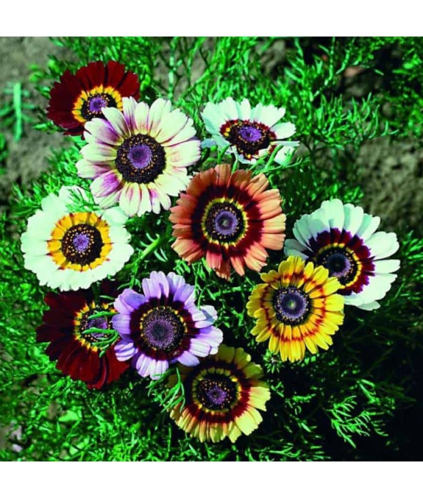 homeagro - Indian Chrysanthemum Mixed Flower ( 50 Seeds )