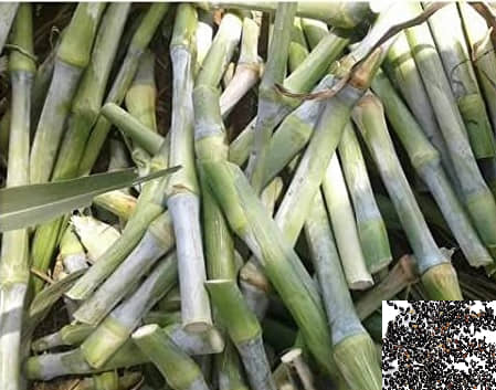 homeagro - Naiper Grass ( 500 Seeds )