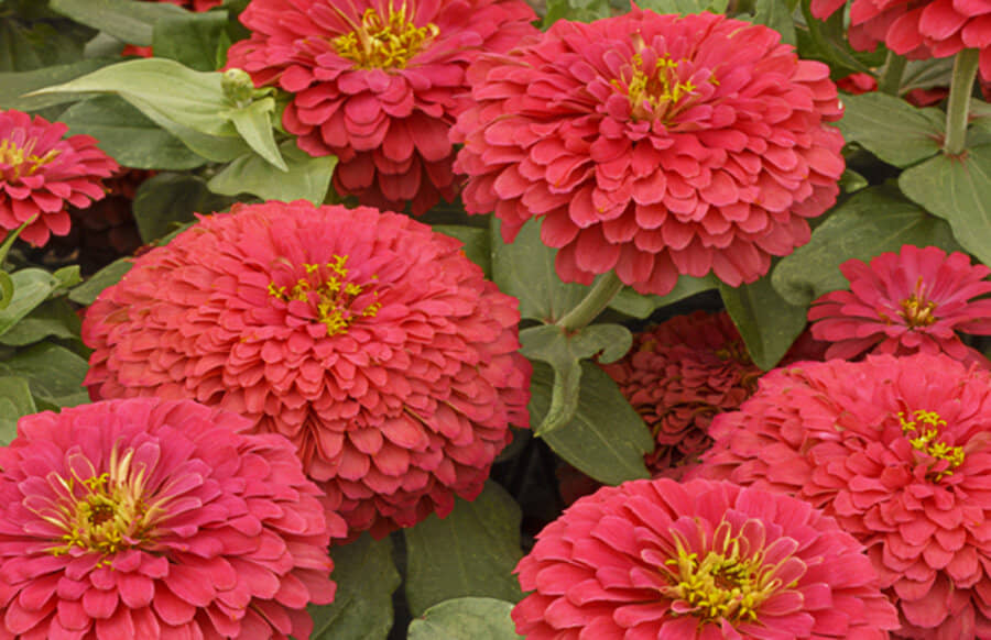 homeagro - Zinnia Mixed Flower ( 20 Seeds )