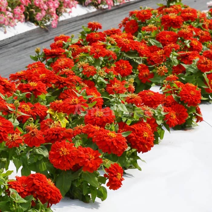homeagro - Zinnia Mixed Flower ( 20 Seeds )