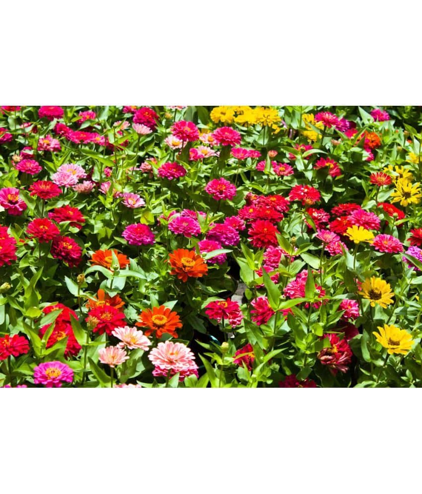 homeagro - Zinnia Mixed Flower ( 20 Seeds )