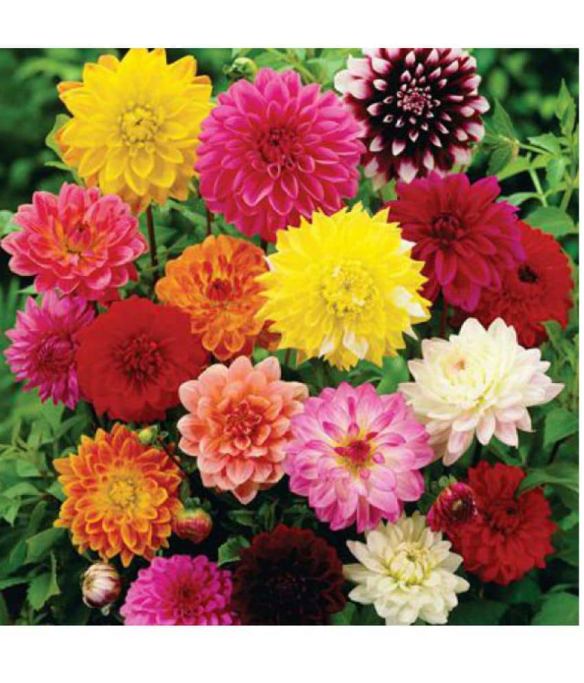 homeagro - Zinnia Mixed Flower ( 20 Seeds )