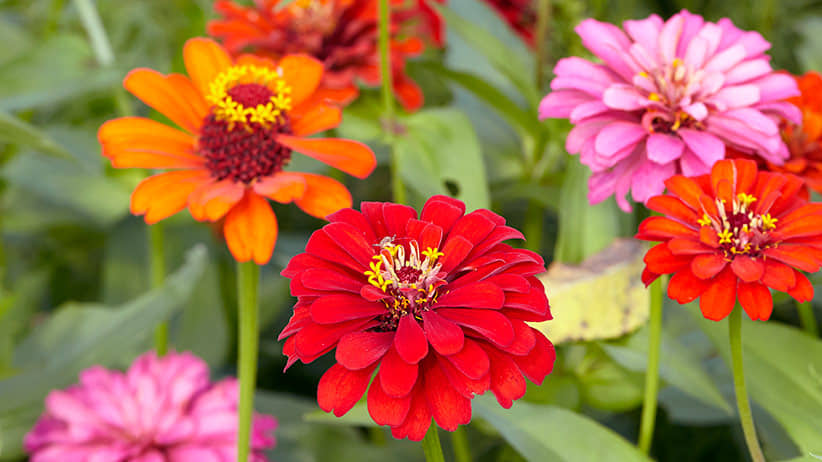 homeagro - Zinnia Mixed Flower ( 20 Seeds )