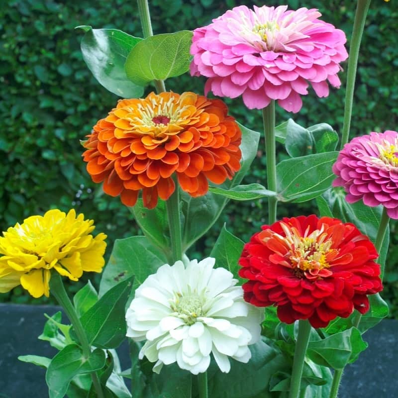 homeagro - Zinnia Mixed Flower ( 20 Seeds )