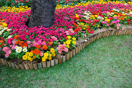 homeagro - Zinnia Mixed Flower ( 20 Seeds )