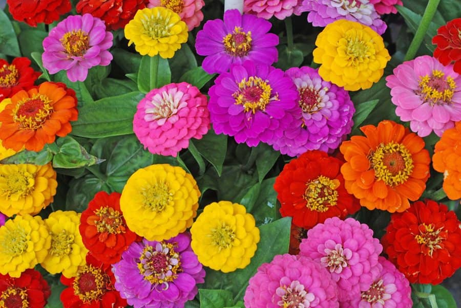 homeagro - Zinnia Mixed Flower ( 20 Seeds )