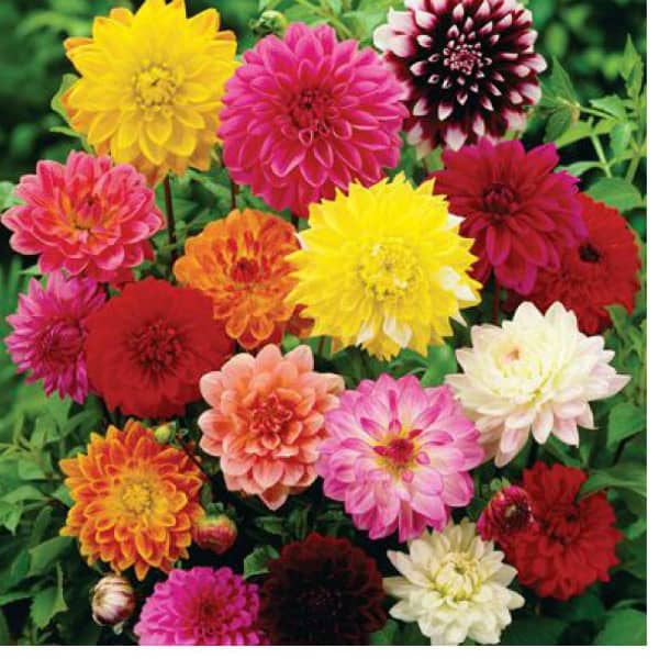 homeagro - Zinnia Mixed Flower ( 20 Seeds )