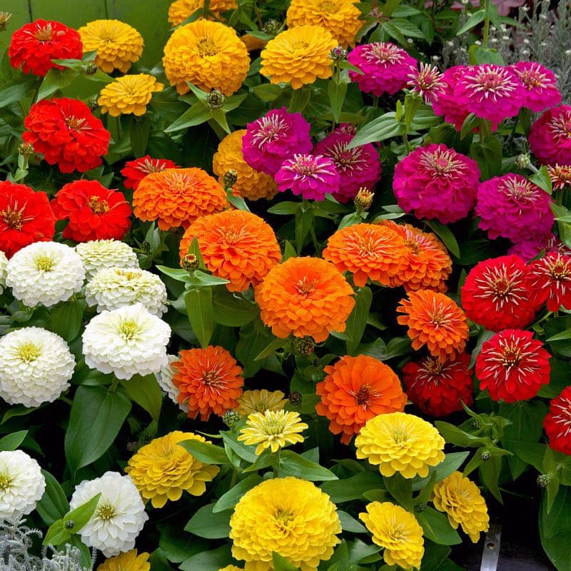 homeagro - Zinnia Mixed Flower ( 20 Seeds )
