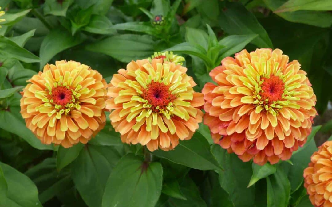 homeagro - Zinnia Mixed Flower ( 20 Seeds )