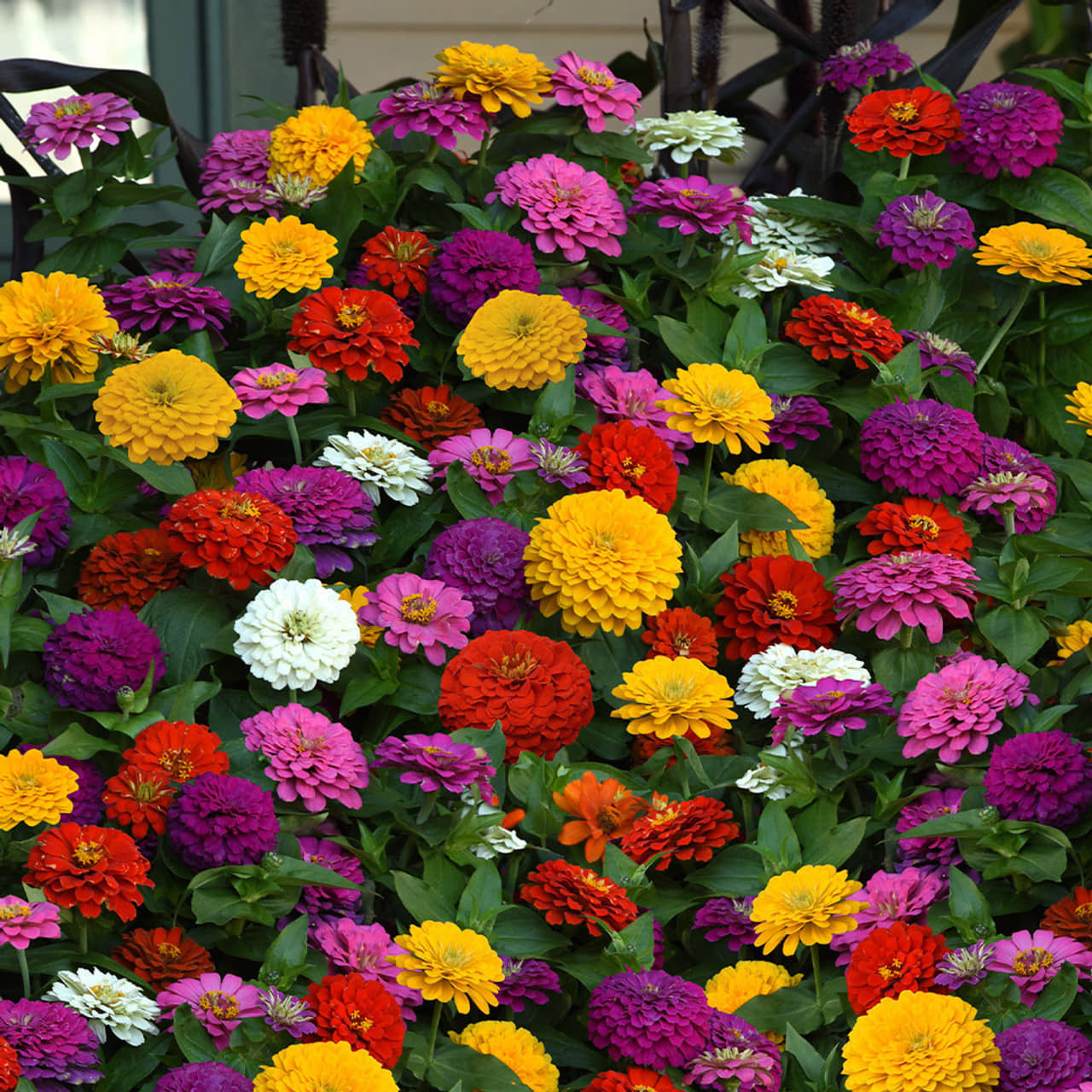 homeagro - Zinnia Mixed Flower ( 20 Seeds )