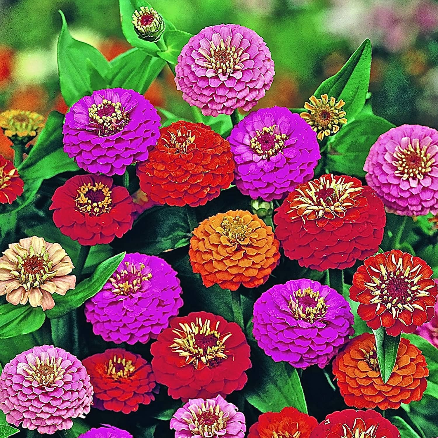 homeagro - Zinnia Mixed Flower ( 20 Seeds )