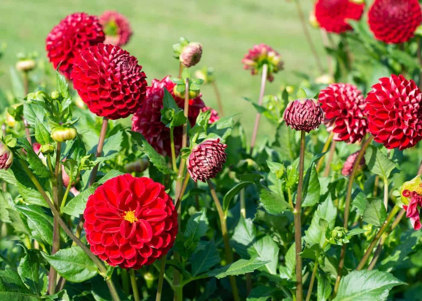 HN organic seed - Dahlia Flower ( 25 Seeds )