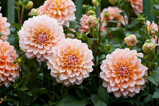 HN organic seed - Dahlia Flower ( 25 Seeds )
