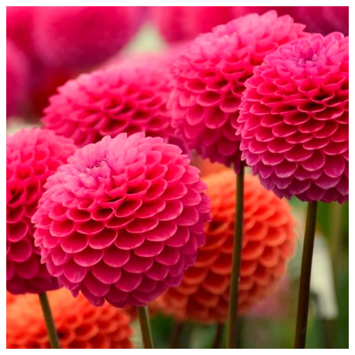 HN organic seed - Dahlia Flower ( 25 Seeds )