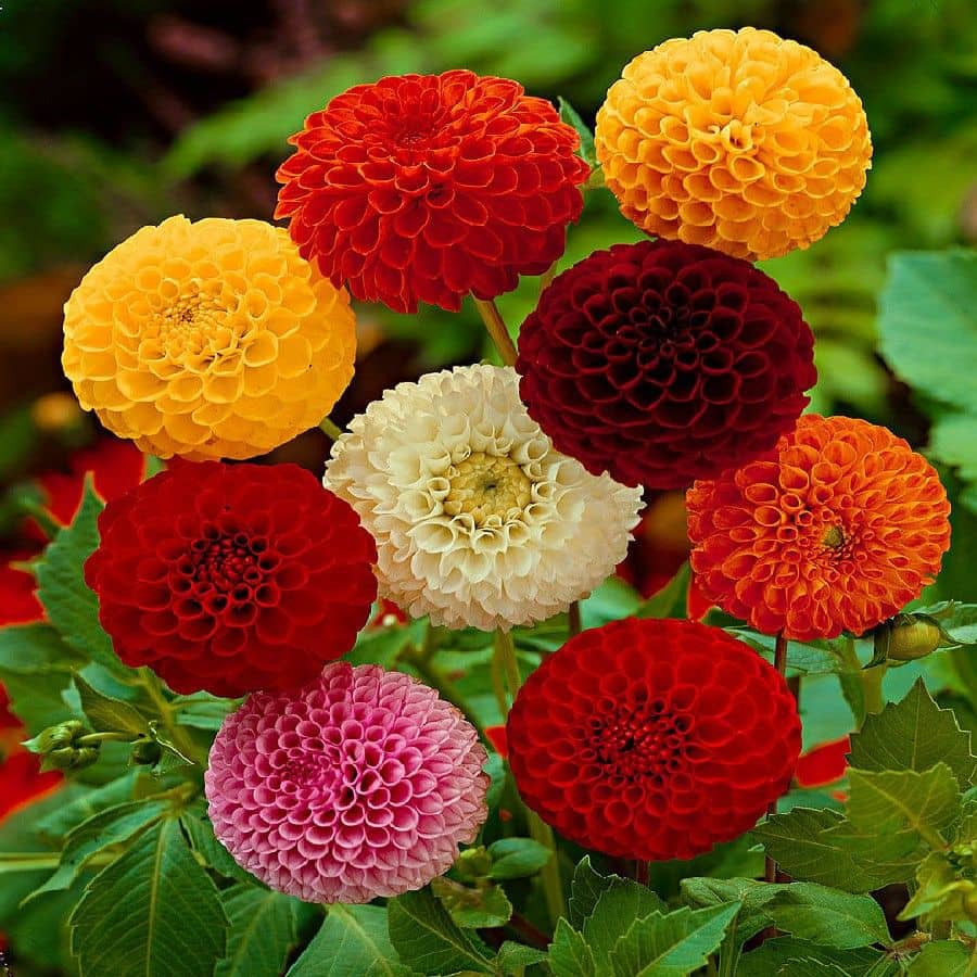HN organic seed - Dahlia Mixed Flower ( 25 Seeds )