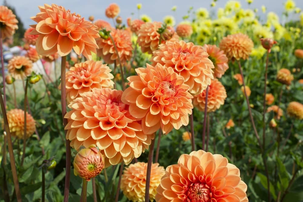 HN organic seed - Dahlia Mixed Flower ( 25 Seeds )