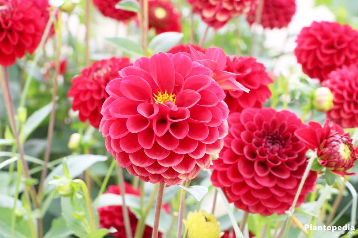 HN organic seed - Dahlia Mixed Flower ( 25 Seeds )