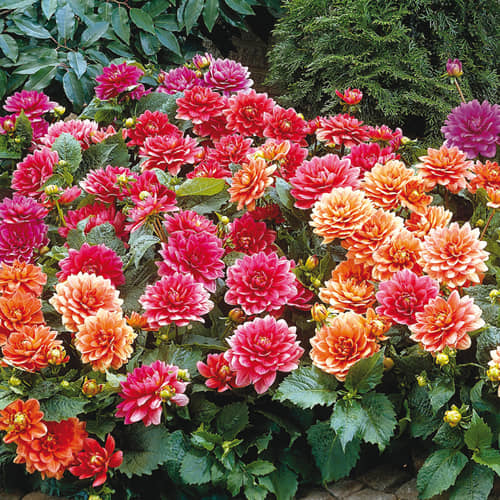 HN organic seed - Dahlia Mixed Flower ( 25 Seeds )