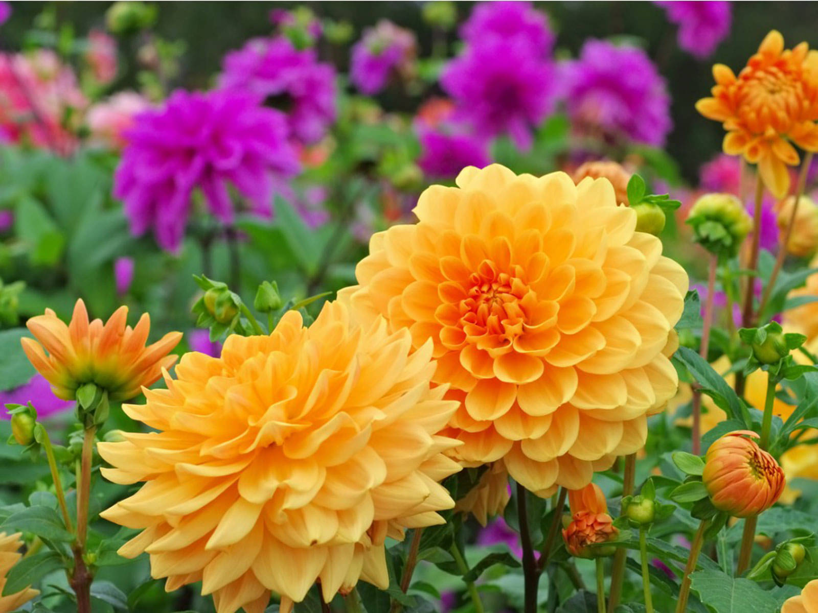 HN organic seed - Dahlia Mixed Flower ( 25 Seeds ) HN organic seed - Dahlia Mixed Flower ( 25 Seeds )