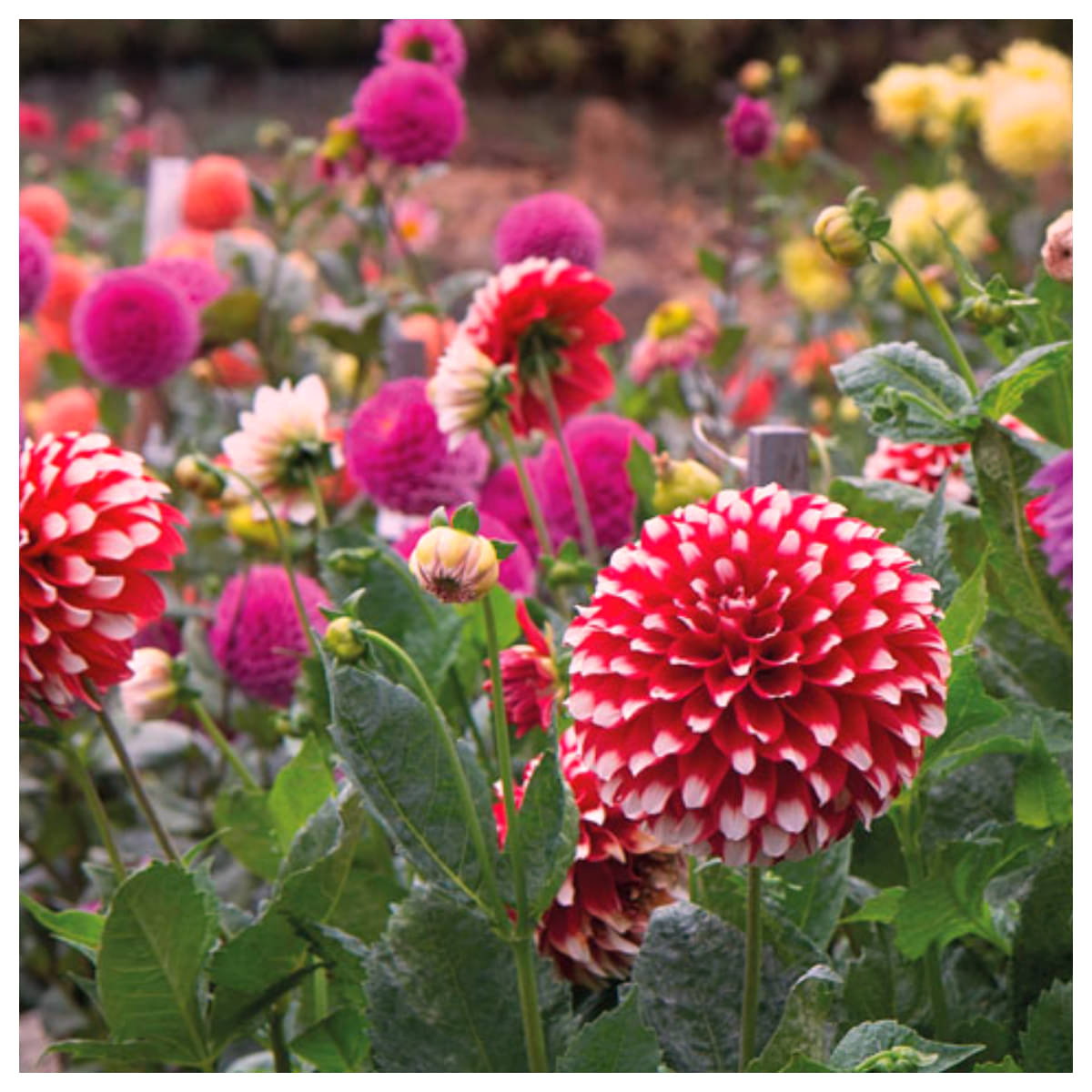 HN organic seed - Dahlia Mixed Flower ( 25 Seeds )     			HN organic seed - Dahlia Mixed Flower ( 25 Seeds )