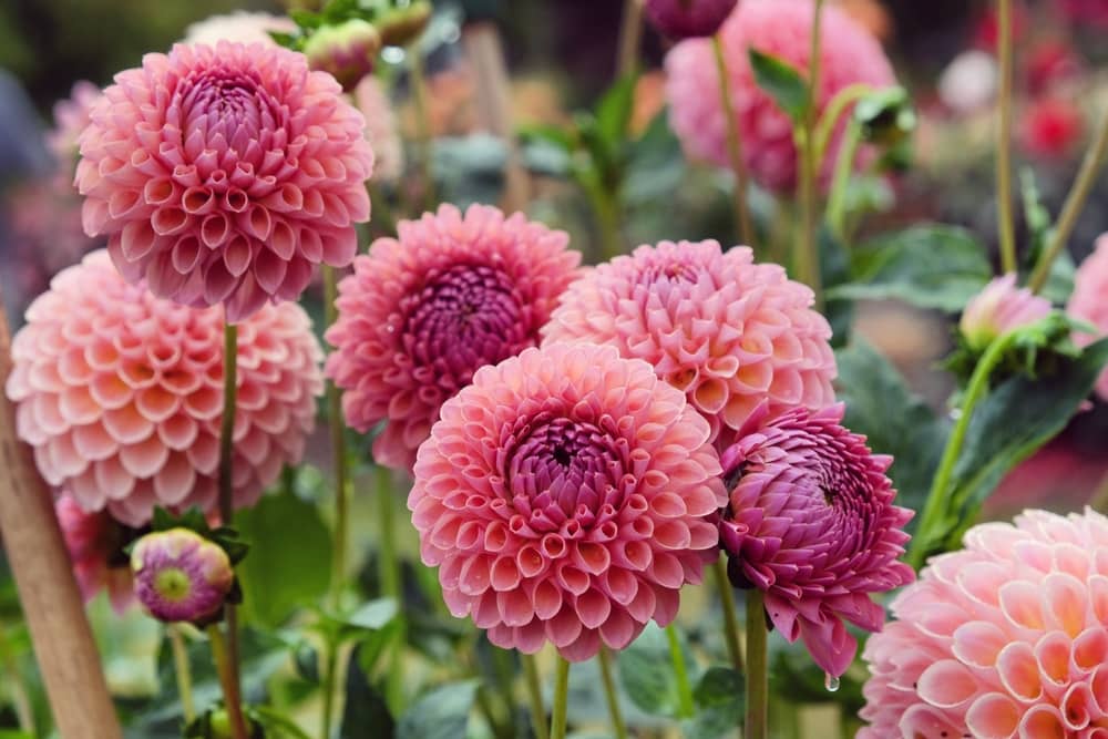 HN organic seed - Dahlia Mixed Flower ( 25 Seeds )
