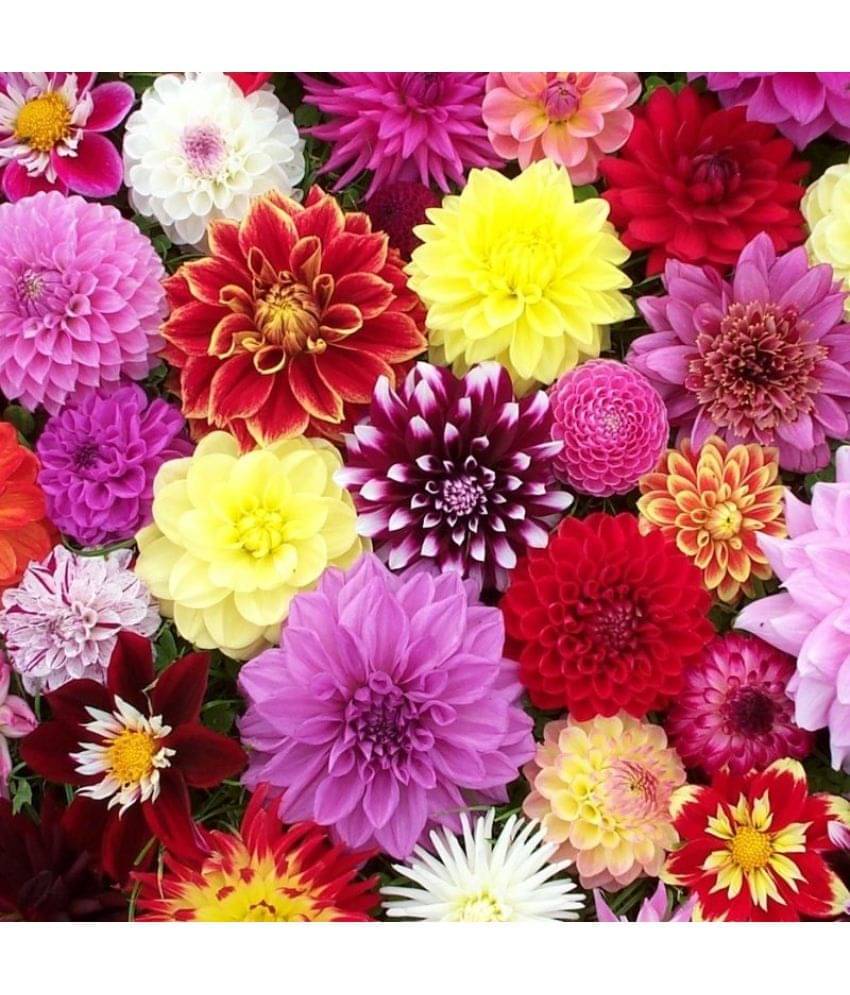 HN organic seed - Dahlia Mixed Flower ( 25 Seeds ) HN organic seed - Dahlia Mixed Flower ( 25 Seeds )
