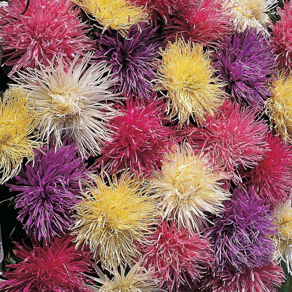 homeagro - Chrysanthemum Flower ( 50 Seeds )