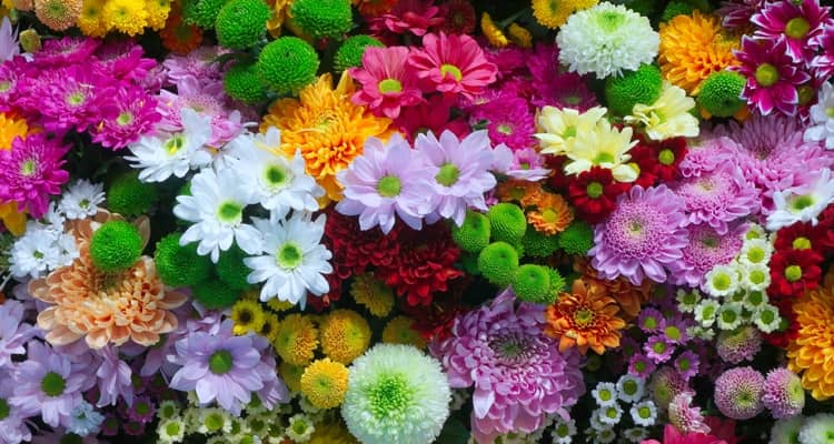 homeagro - Chrysanthemum Flower ( 50 Seeds )