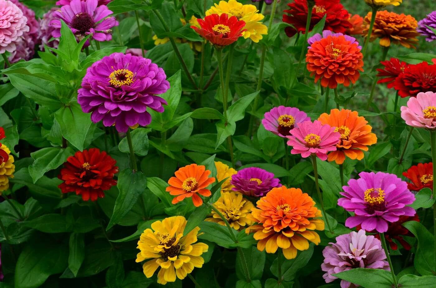 homeagro - Zinnia Mixed Flower ( 20 Seeds )