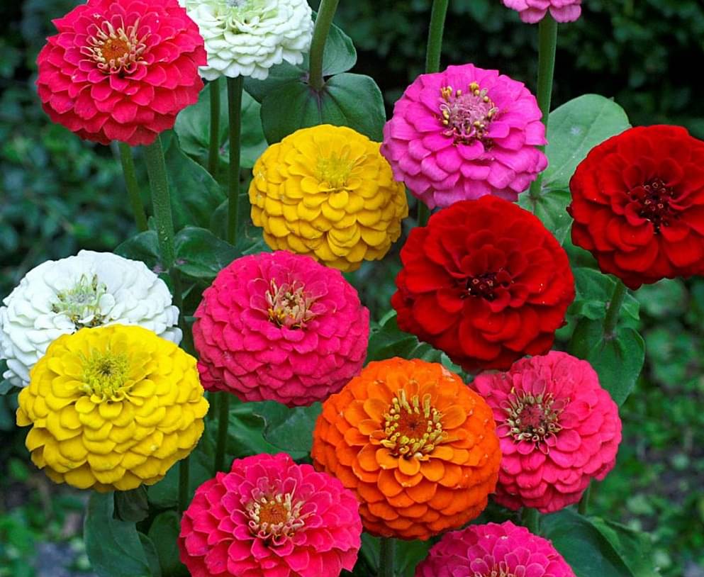     			homeagro - Zinnia Mixed Flower ( 20 Seeds )