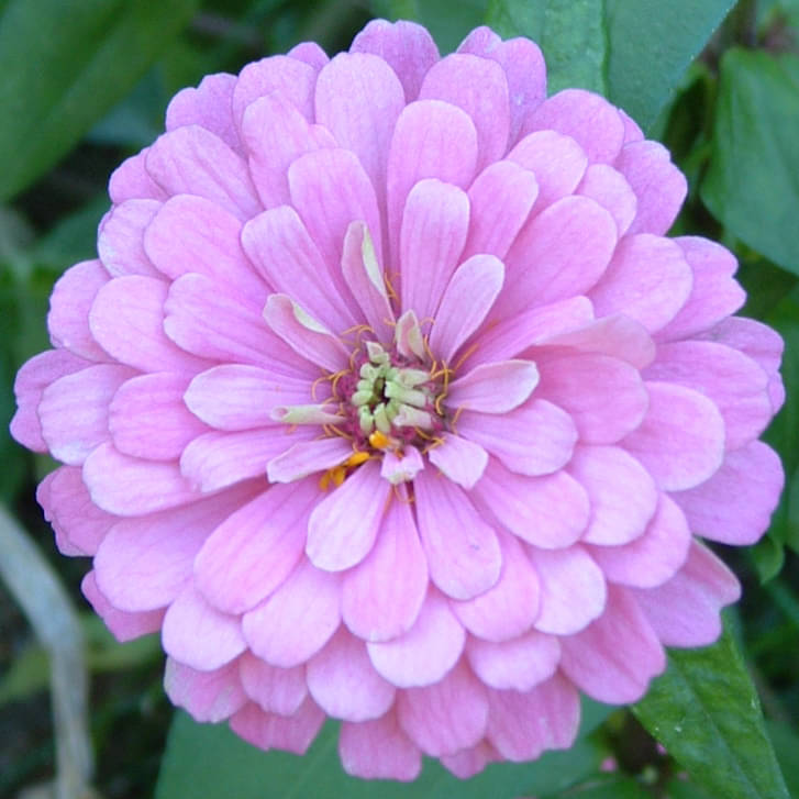     			homeagro - Zinnia Mixed Flower ( 20 Seeds )