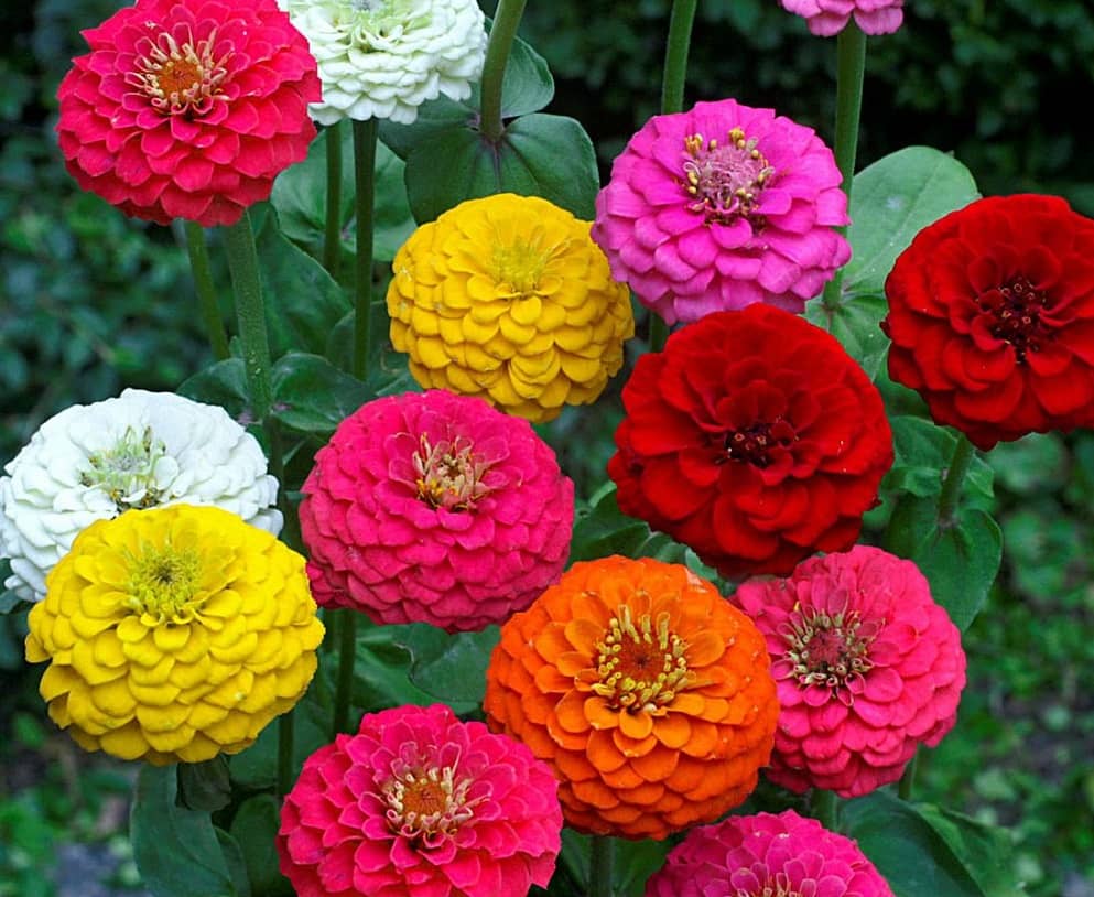 homeagro - Zinnia Mixed Flower ( 20 Seeds )