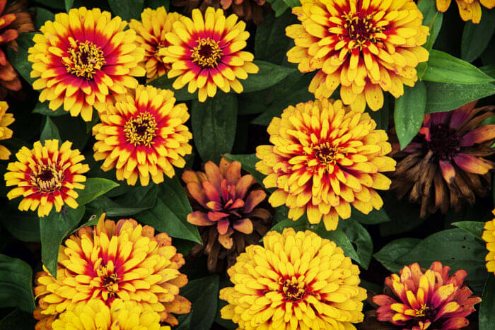     			homeagro - Zinnia Mixed Flower ( 20 Seeds )
