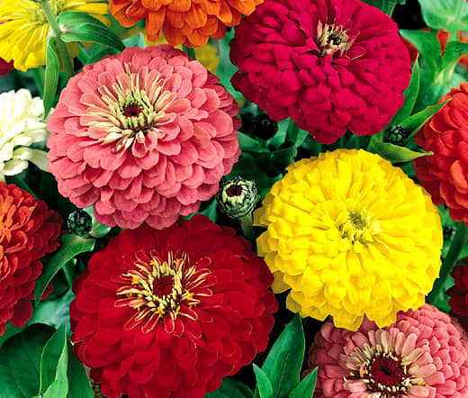 homeagro - Zinnia Mixed Flower ( 20 Seeds )