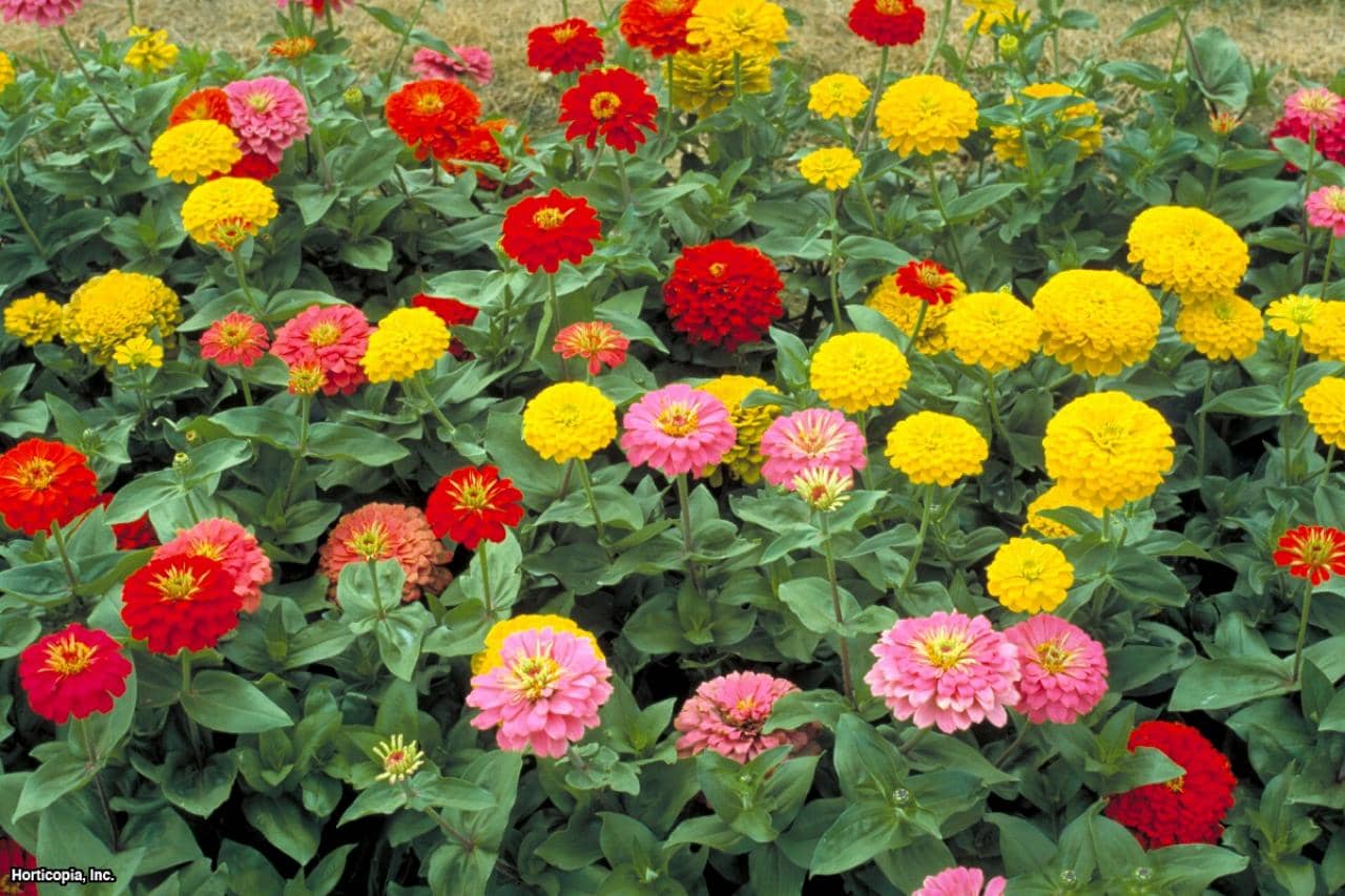 homeagro - Zinnia Mixed Flower ( 20 Seeds )
