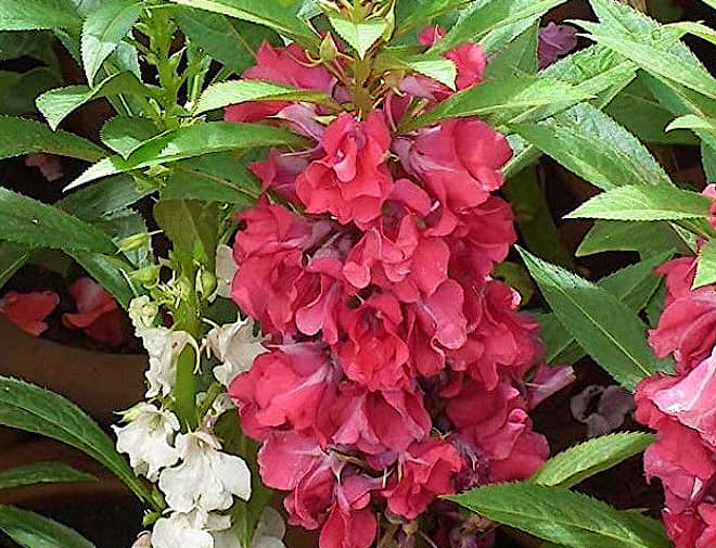 homeagro - Balsam Mixed Flower ( 20 Seeds )