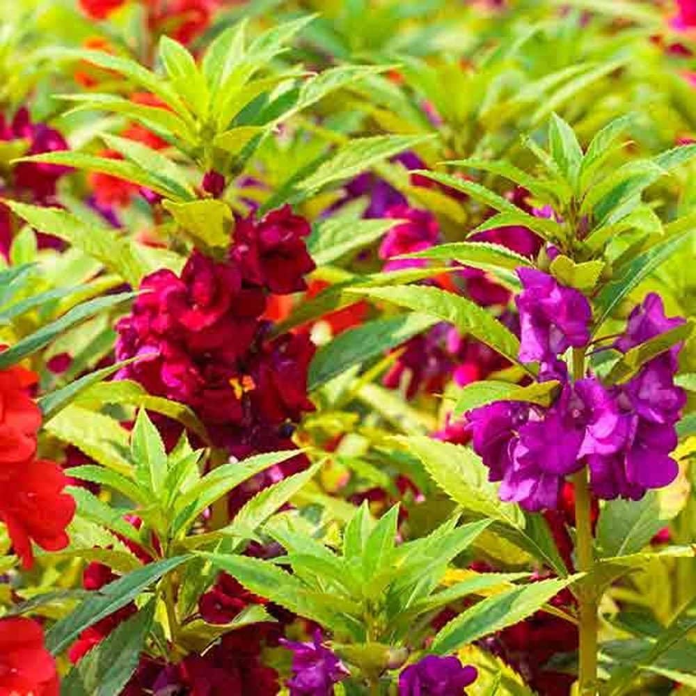 homeagro - Balsam Mixed Flower ( 20 Seeds )