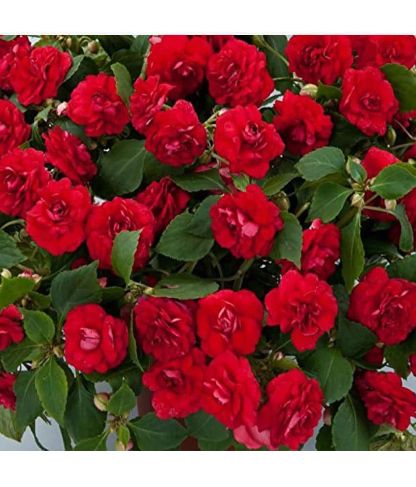 homeagro - Balsam Mixed Flower ( 20 Seeds )