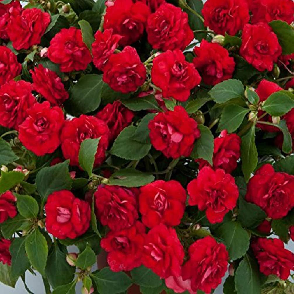 homeagro - Balsam Mixed Flower ( 20 Seeds )