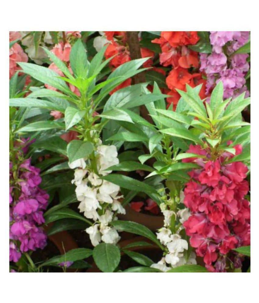 homeagro - Balsam Mixed Flower ( 20 Seeds )