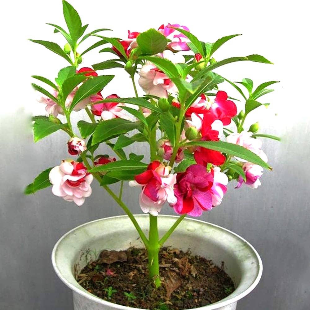 homeagro - Balsam Mixed Flower ( 20 Seeds )