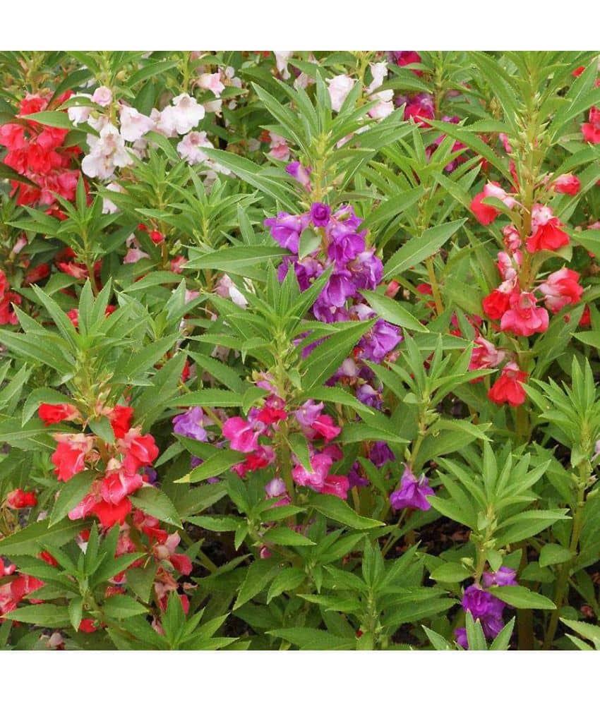 homeagro - Balsam Mixed Flower ( 20 Seeds )