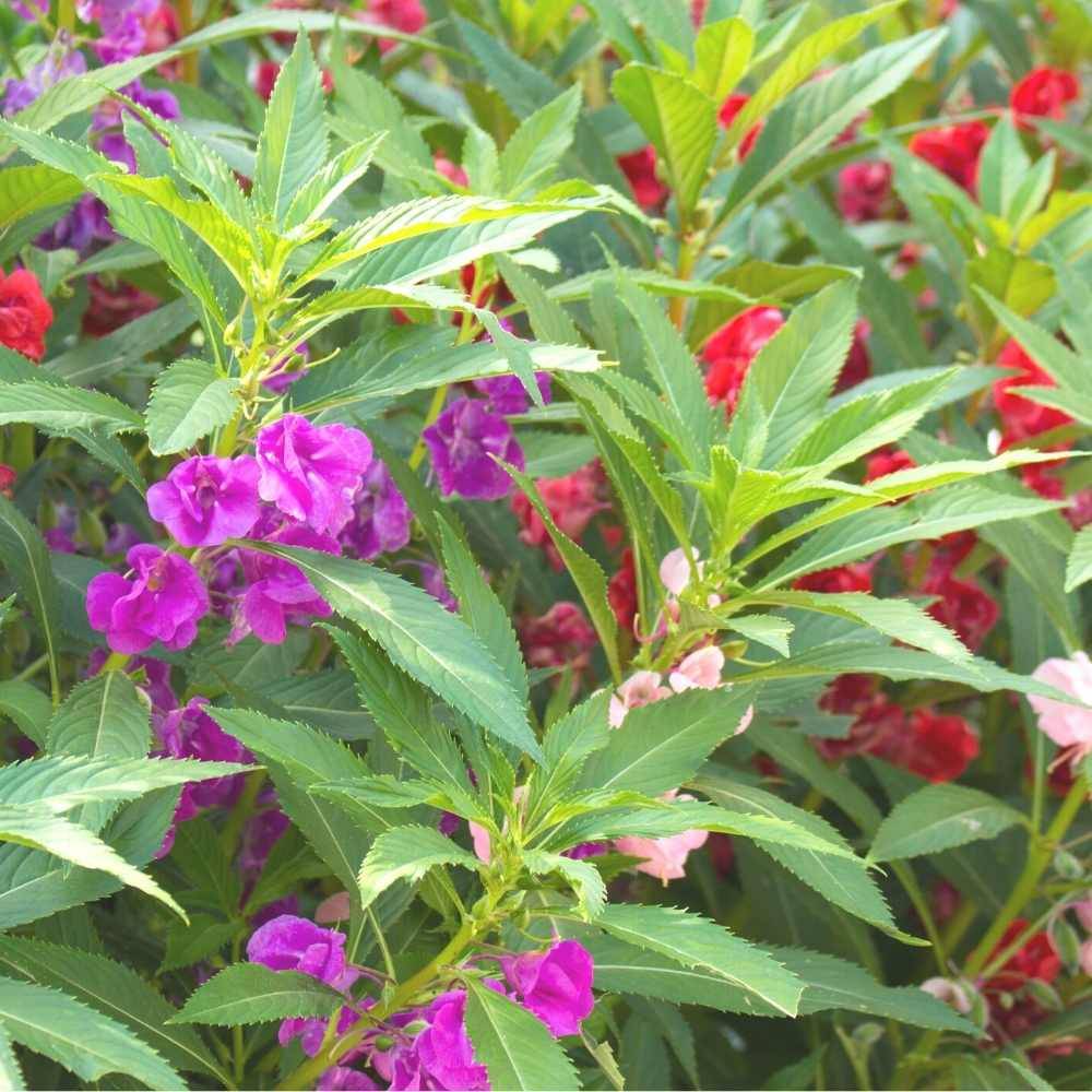     			homeagro - Balsam Mixed Flower ( 20 Seeds )