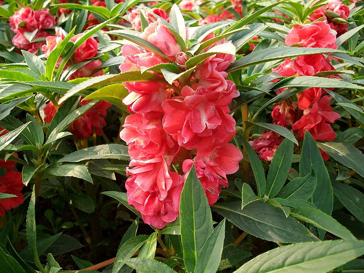 homeagro - Balsam Mixed Flower ( 20 Seeds )