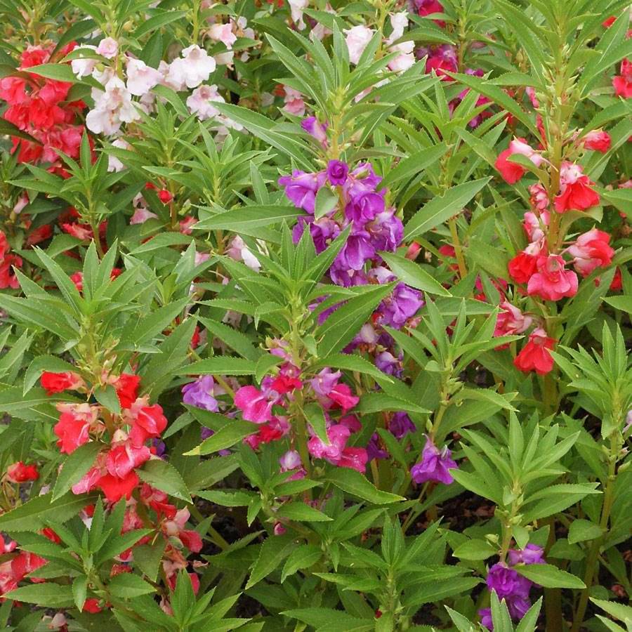     			homeagro - Balsam Mixed Flower ( 20 Seeds )