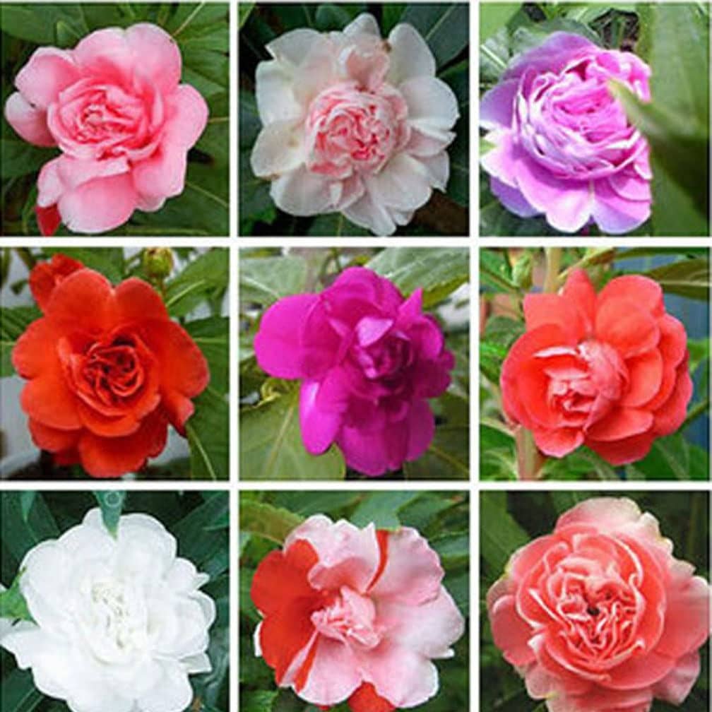 homeagro - Balsam Mixed Flower ( 20 Seeds )
