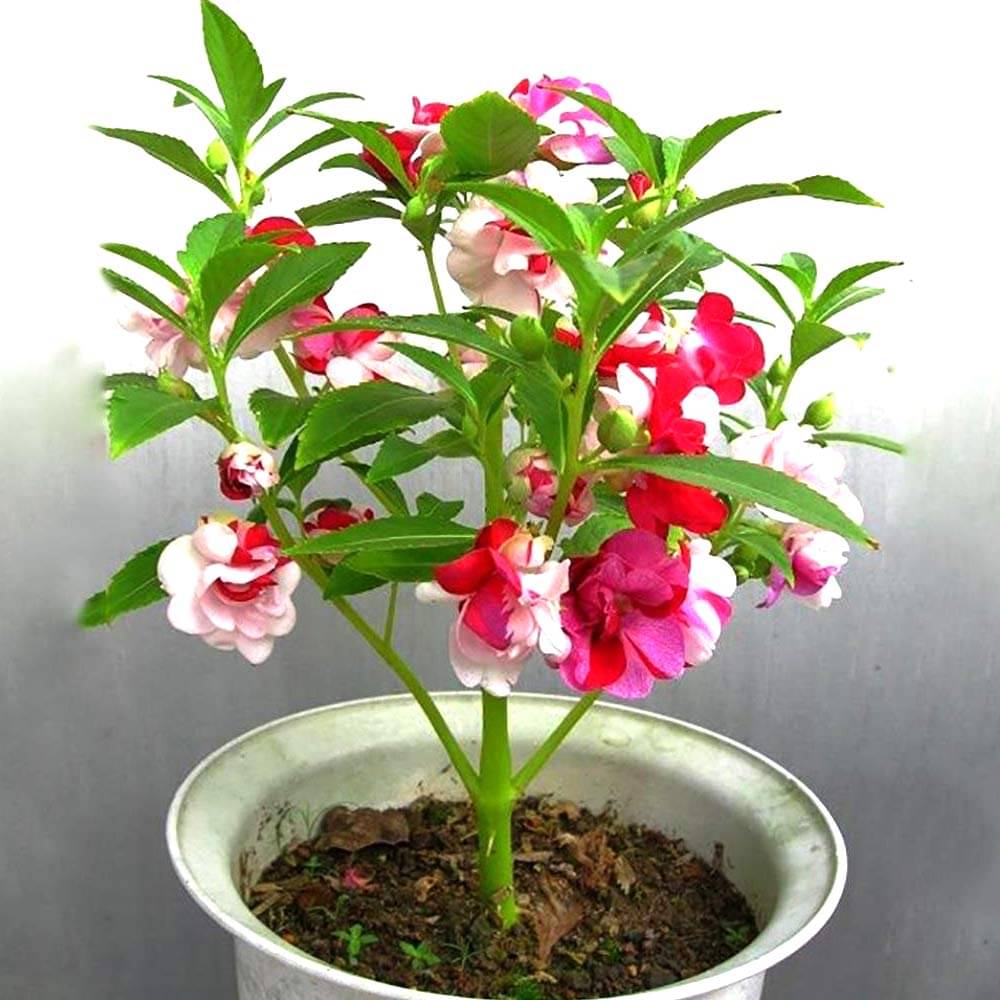     			homeagro - Balsam Mixed Flower ( 20 Seeds )