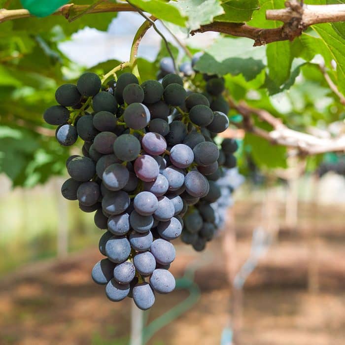homeagro - Black Grape Fruit ( 20 Seeds )