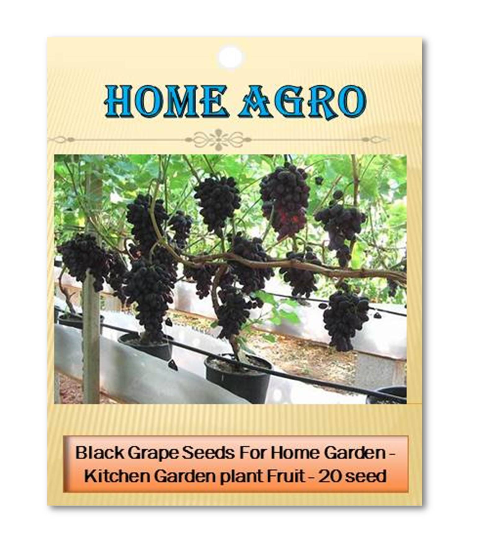     			homeagro - Black Grape Fruit ( 20 Seeds )