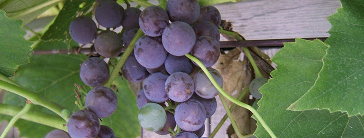     			homeagro - Black Grape Fruit ( 20 Seeds )